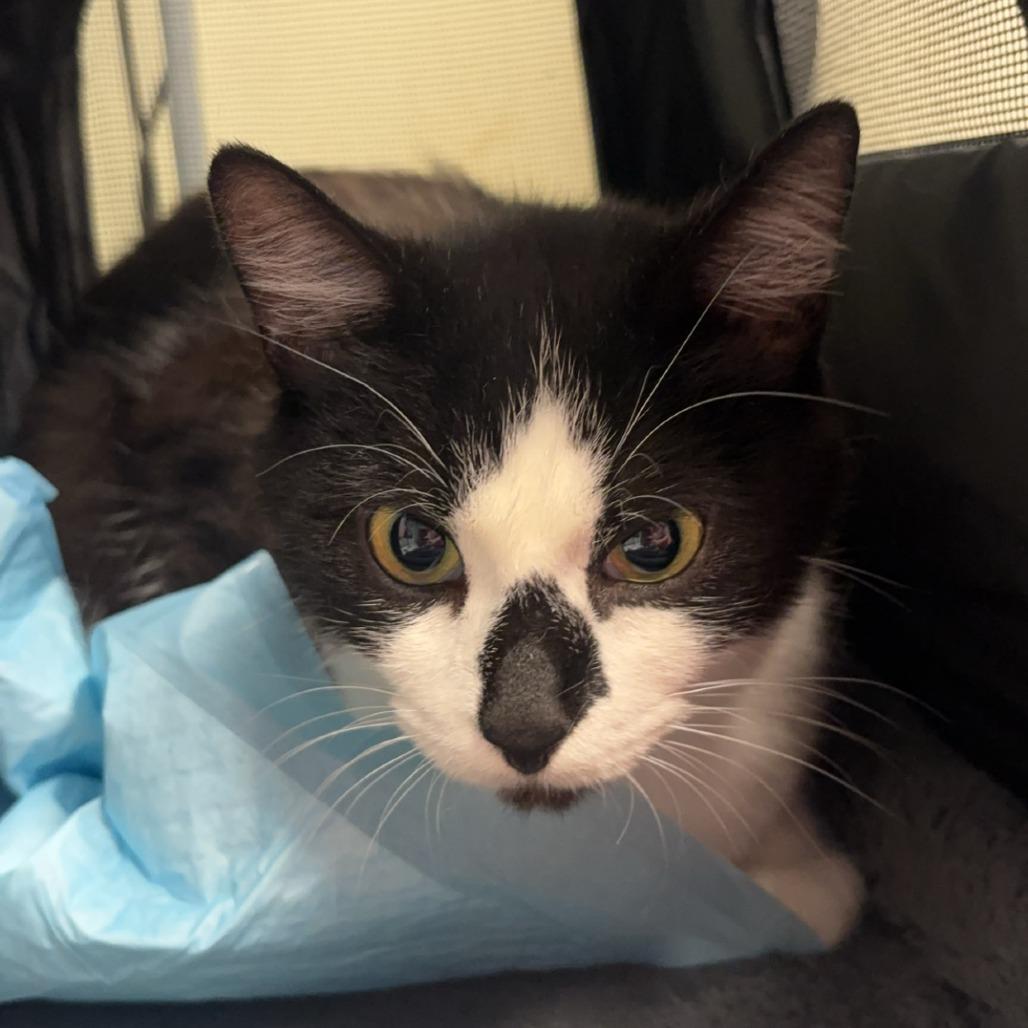 Fern, a Adoptable Domestic Short Hair in Edwardsville, IL image 1/6
