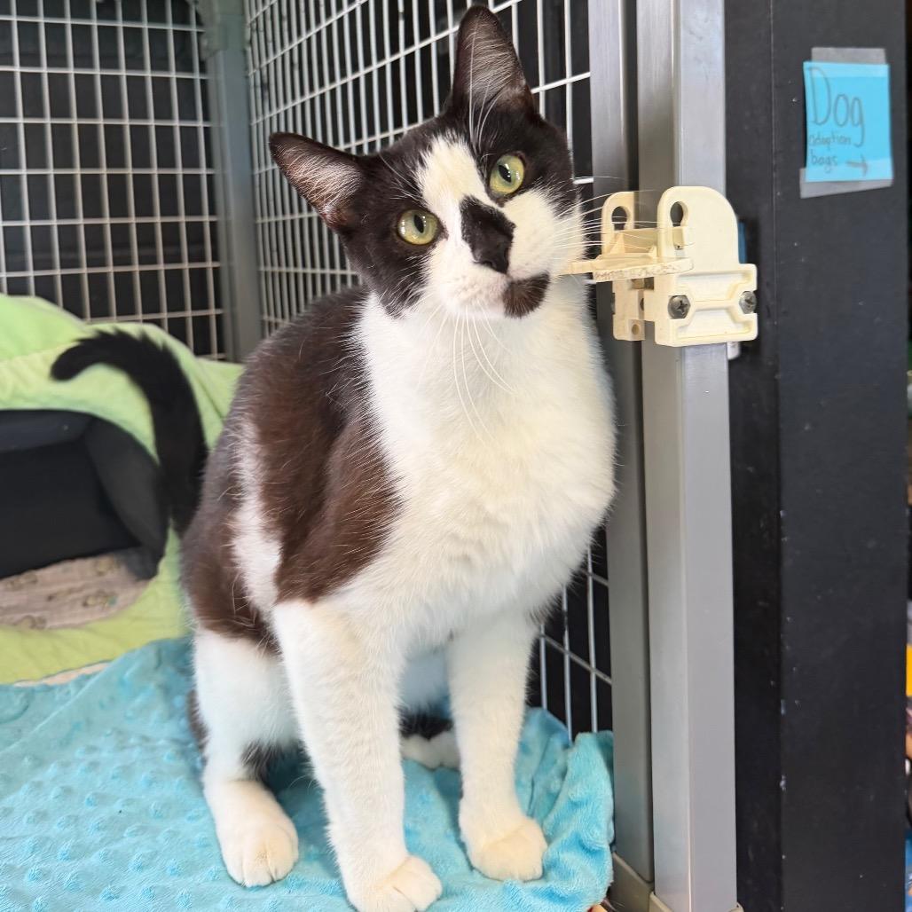 Fern, a Adoptable Domestic Short Hair in Edwardsville, IL image 2/6
