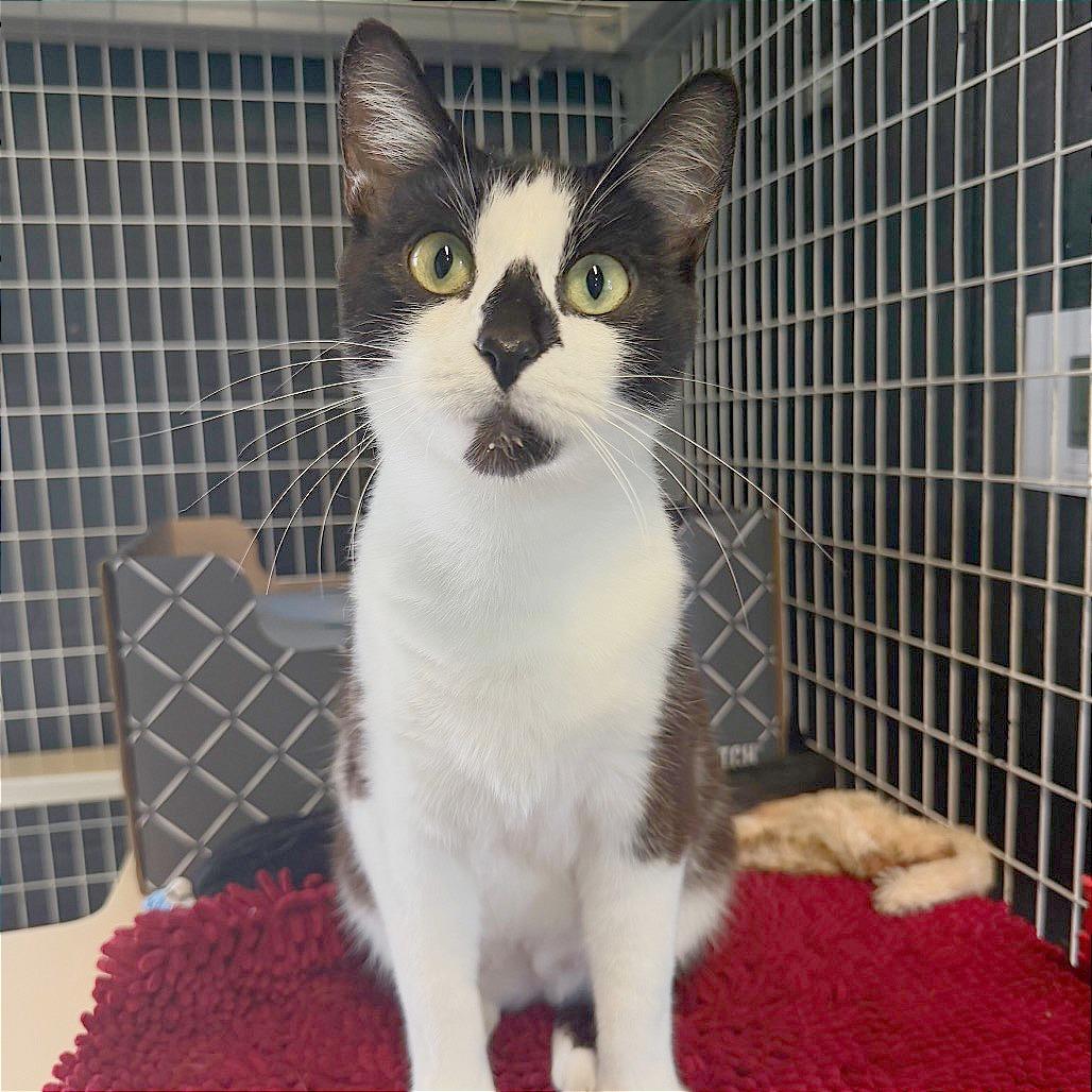 Fern, a Adoptable Domestic Short Hair in Edwardsville, IL image 3/6