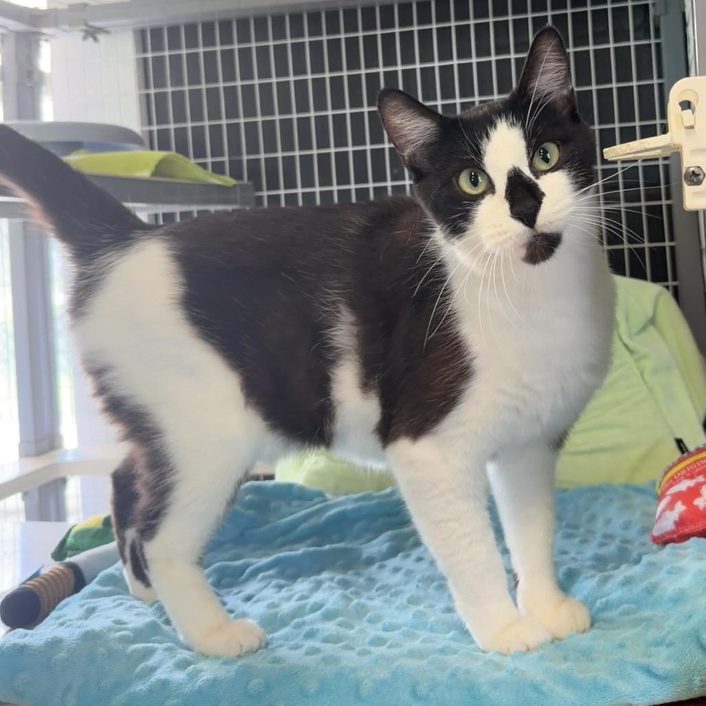 Fern, a Adoptable Domestic Short Hair in Edwardsville, IL image 4/6