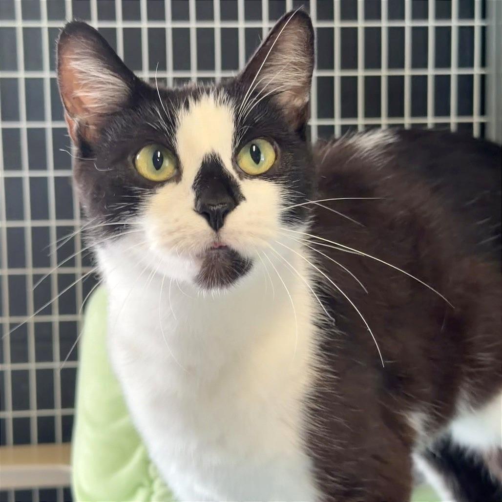 Fern, a Adoptable Domestic Short Hair in Edwardsville, IL image 5/6