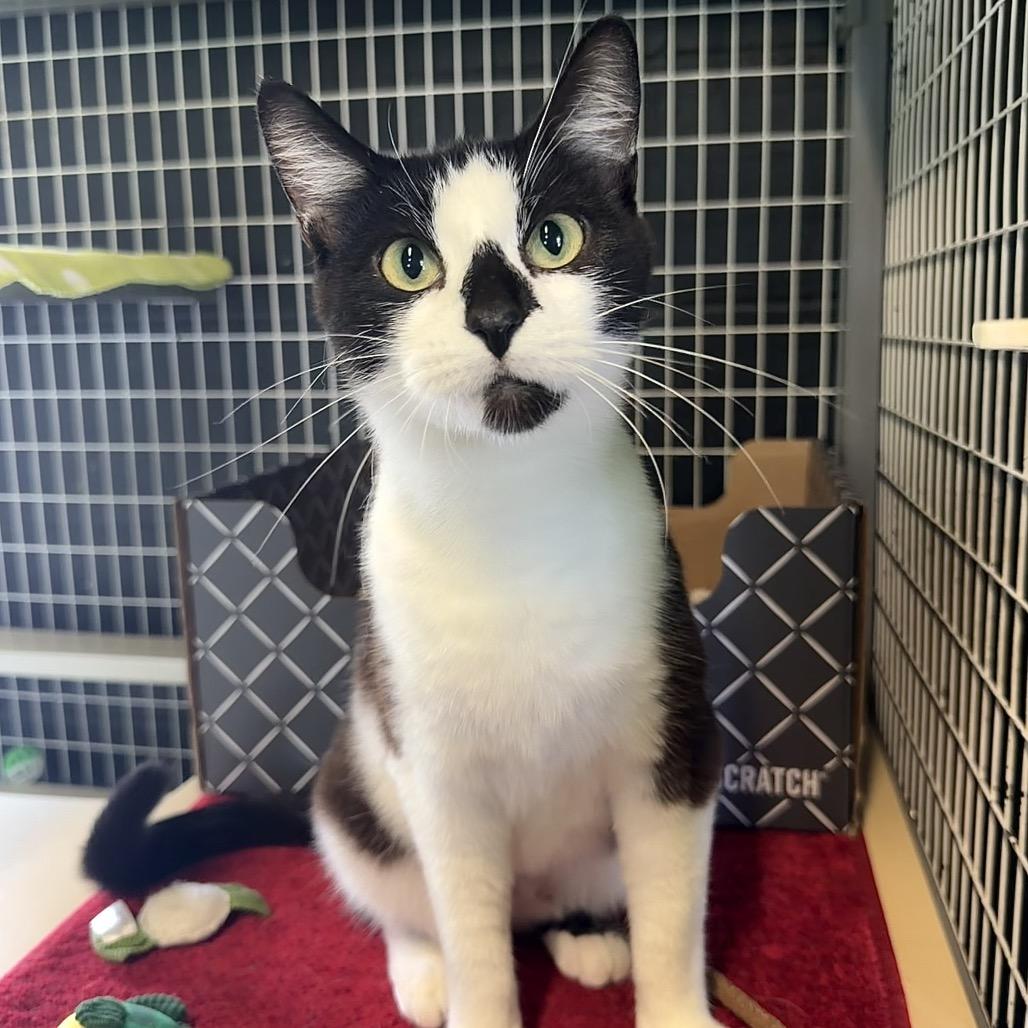 Fern, a Adoptable Domestic Short Hair in Edwardsville, IL image 6/6