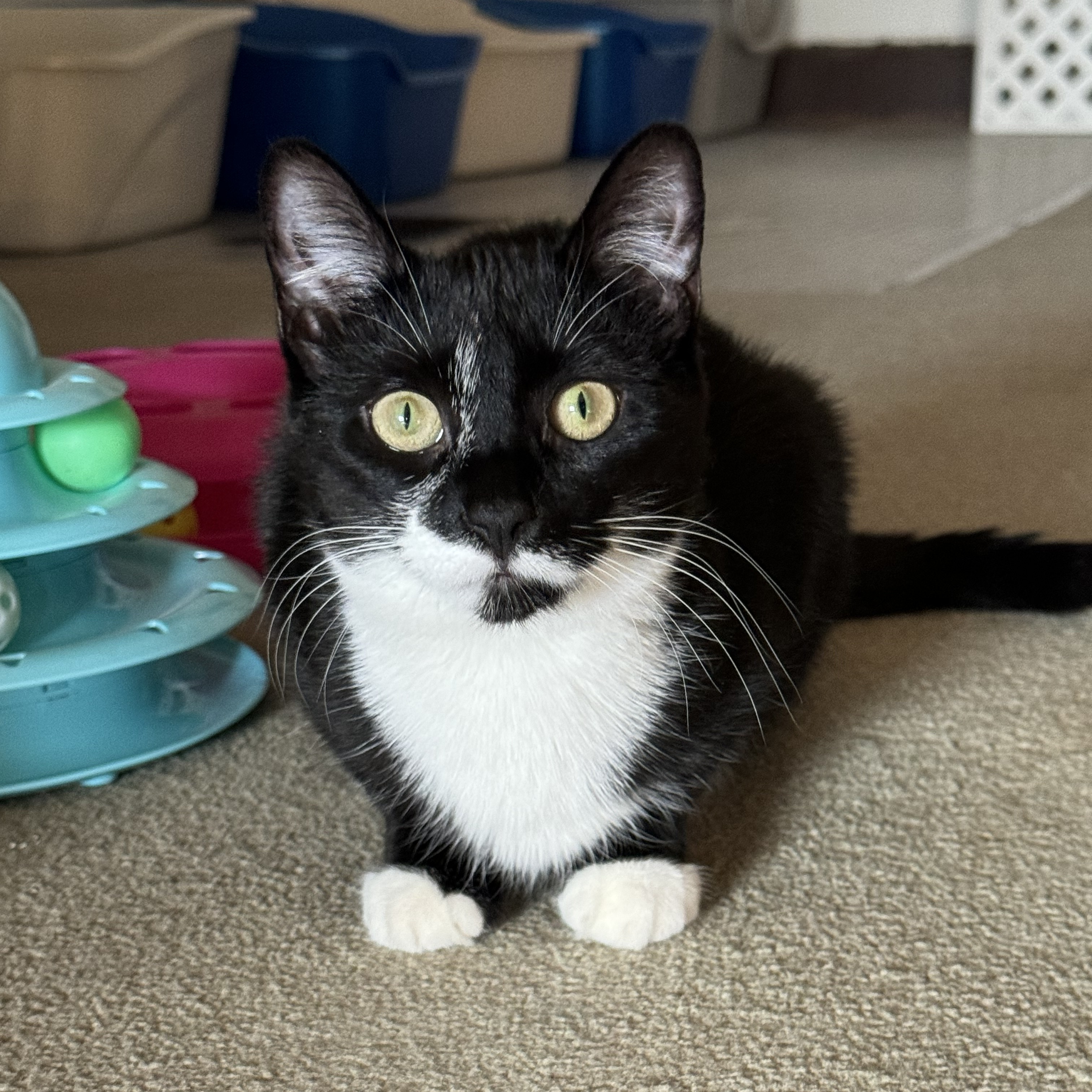 Emmy, a Adoptable Domestic Short Hair in North Tonawanda, NY image 5/6