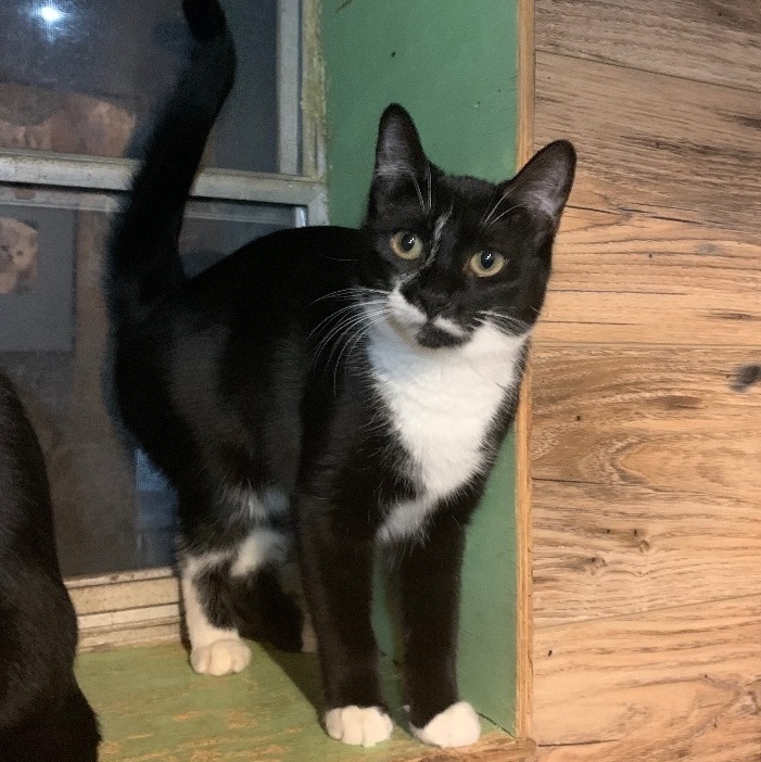 Emmy, Adoptable, Young Female Domestic Short Hair.