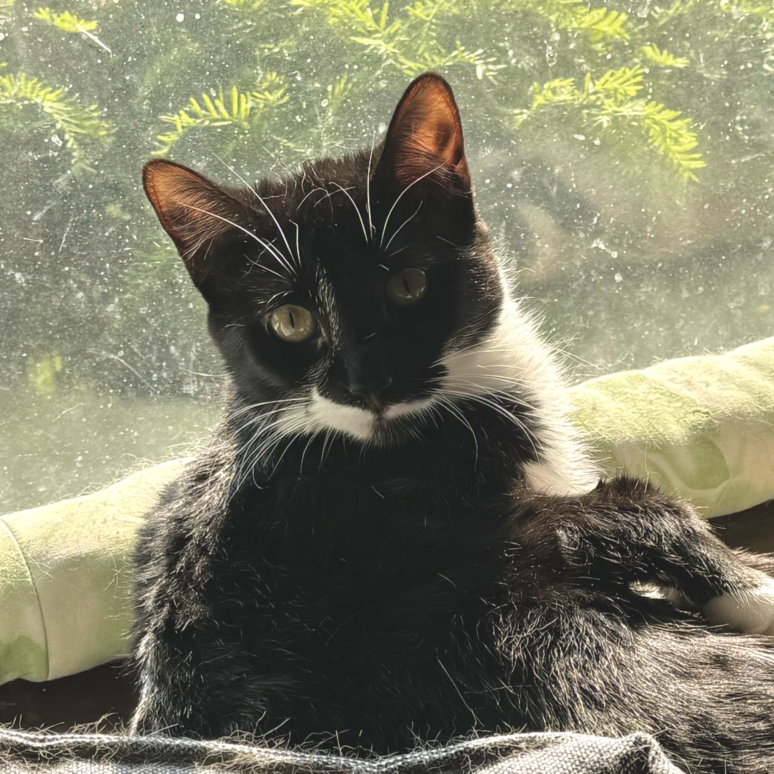 Emmy, a Adoptable Domestic Short Hair in North Tonawanda, NY image 2/6