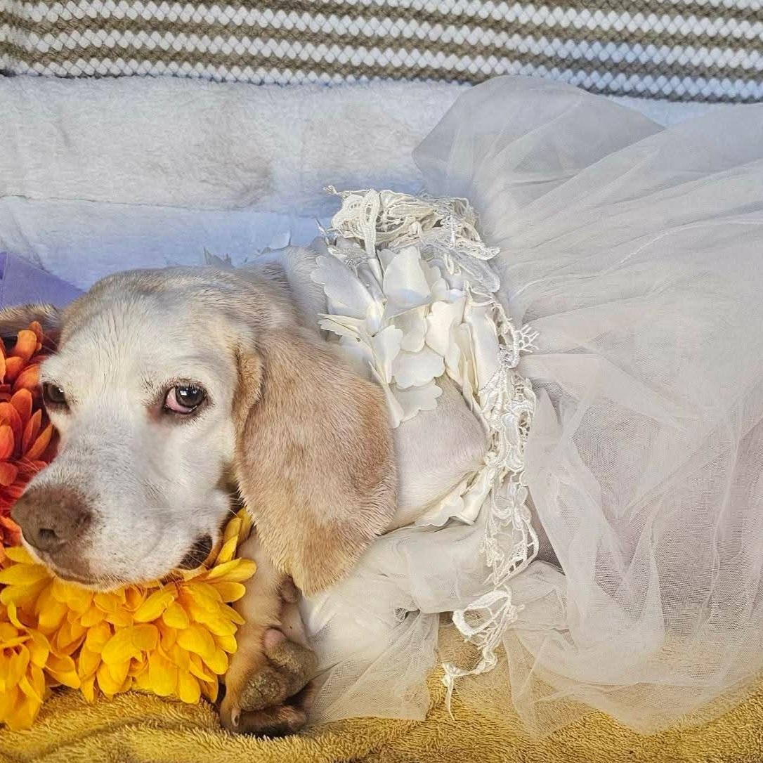 SUGAR, a Adoptable Beagle in Athens, AL image 5/5