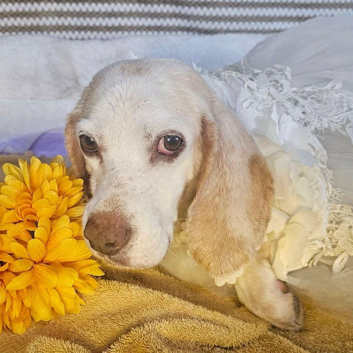 SUGAR, a Adoptable Beagle in Athens, AL image 2/5