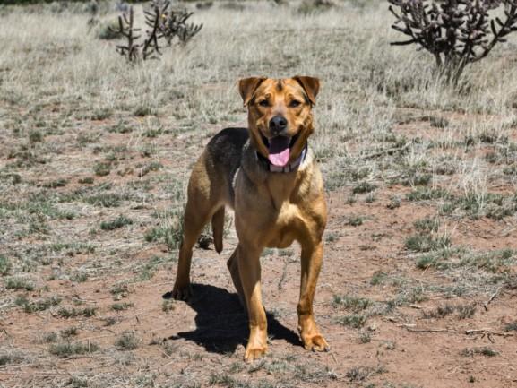 Enlarge JOEY, a Adoptable Mixed Breed in Santa Fe, NM image 1/1