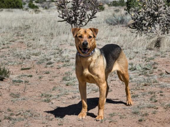 JOEY, Adoptable, Young Male Mixed Breed.