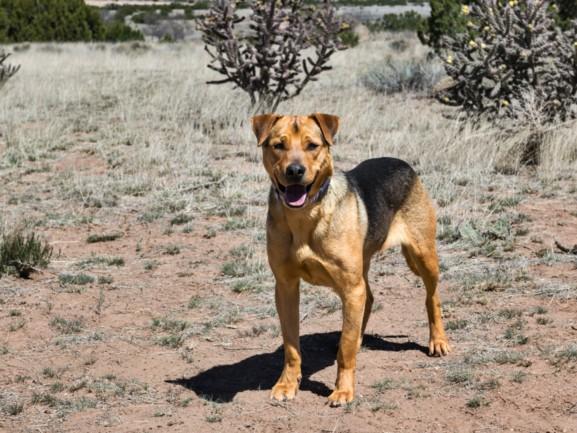 Enlarge JOEY, a Adoptable Mixed Breed in Santa Fe, NM image 1/1