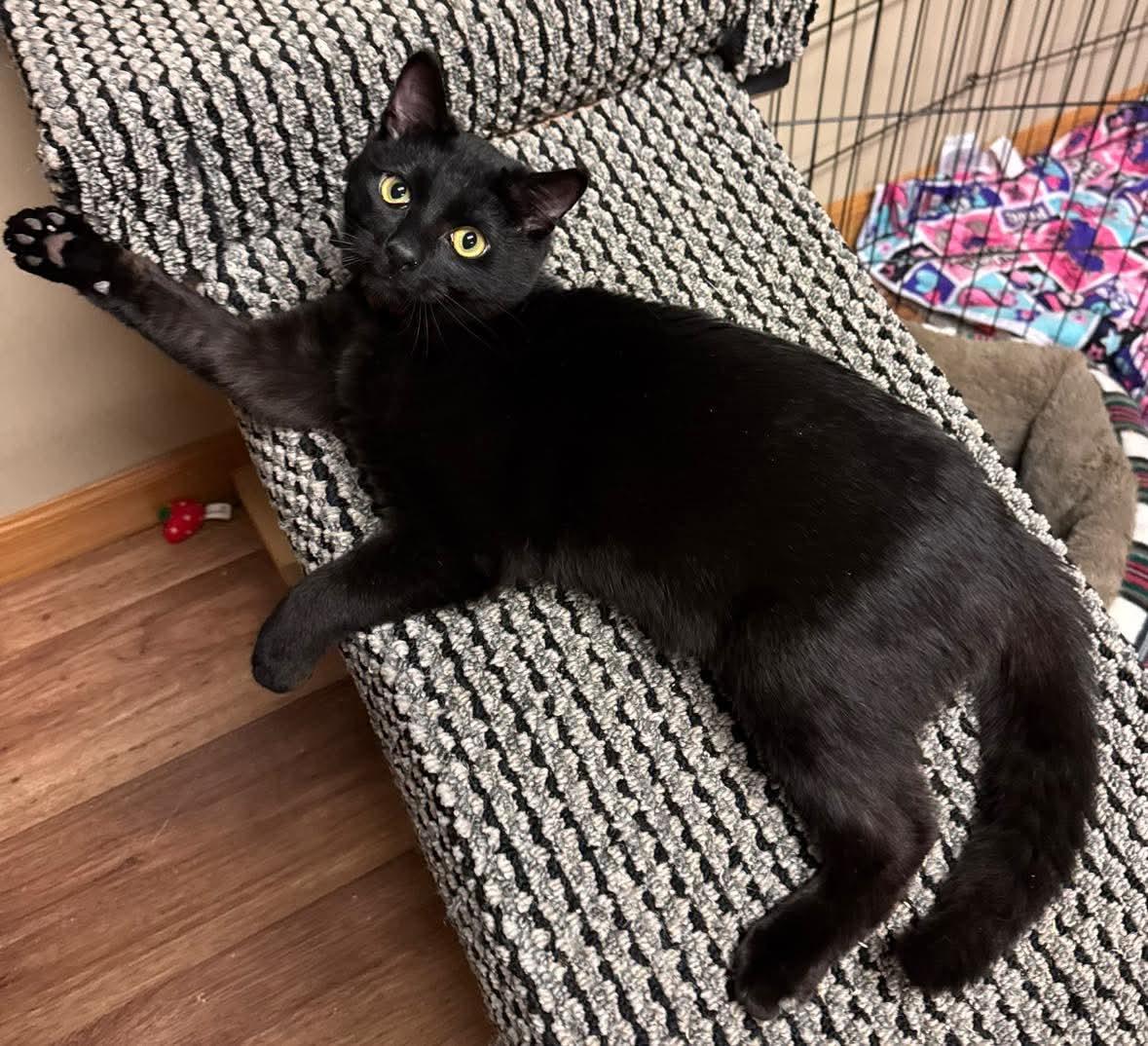 Rebel, adopted, Young Male Domestic Short Hair.
