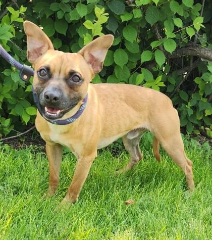 Diablo, ADOPTABLE, Young Male Chihuahua.
