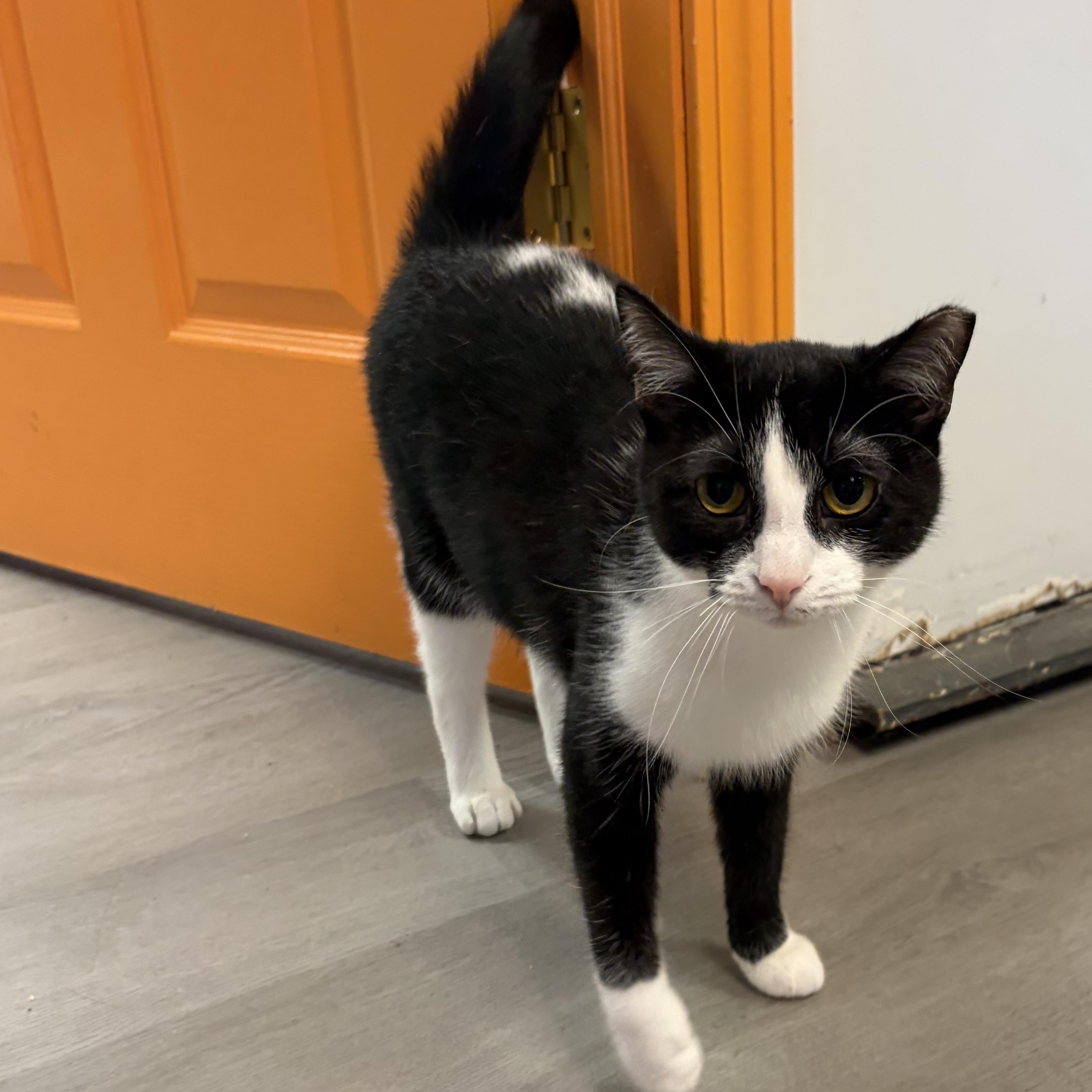 Skunk, a ADOPTABLE Domestic Short Hair in Muncie, IN image 5/5