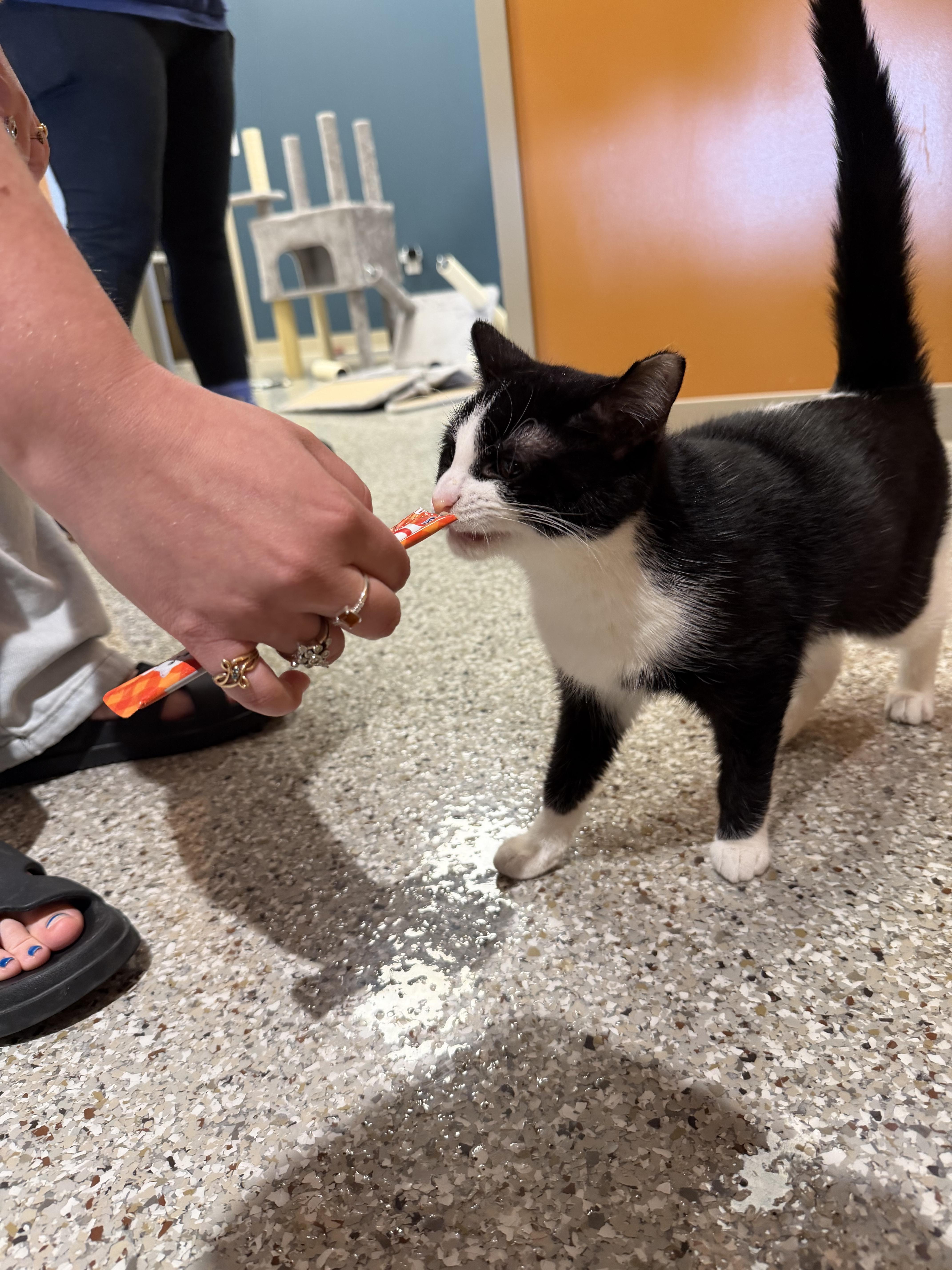 Enlarge Skunk, a ADOPTABLE Domestic Short Hair in Muncie, IN image 2/4