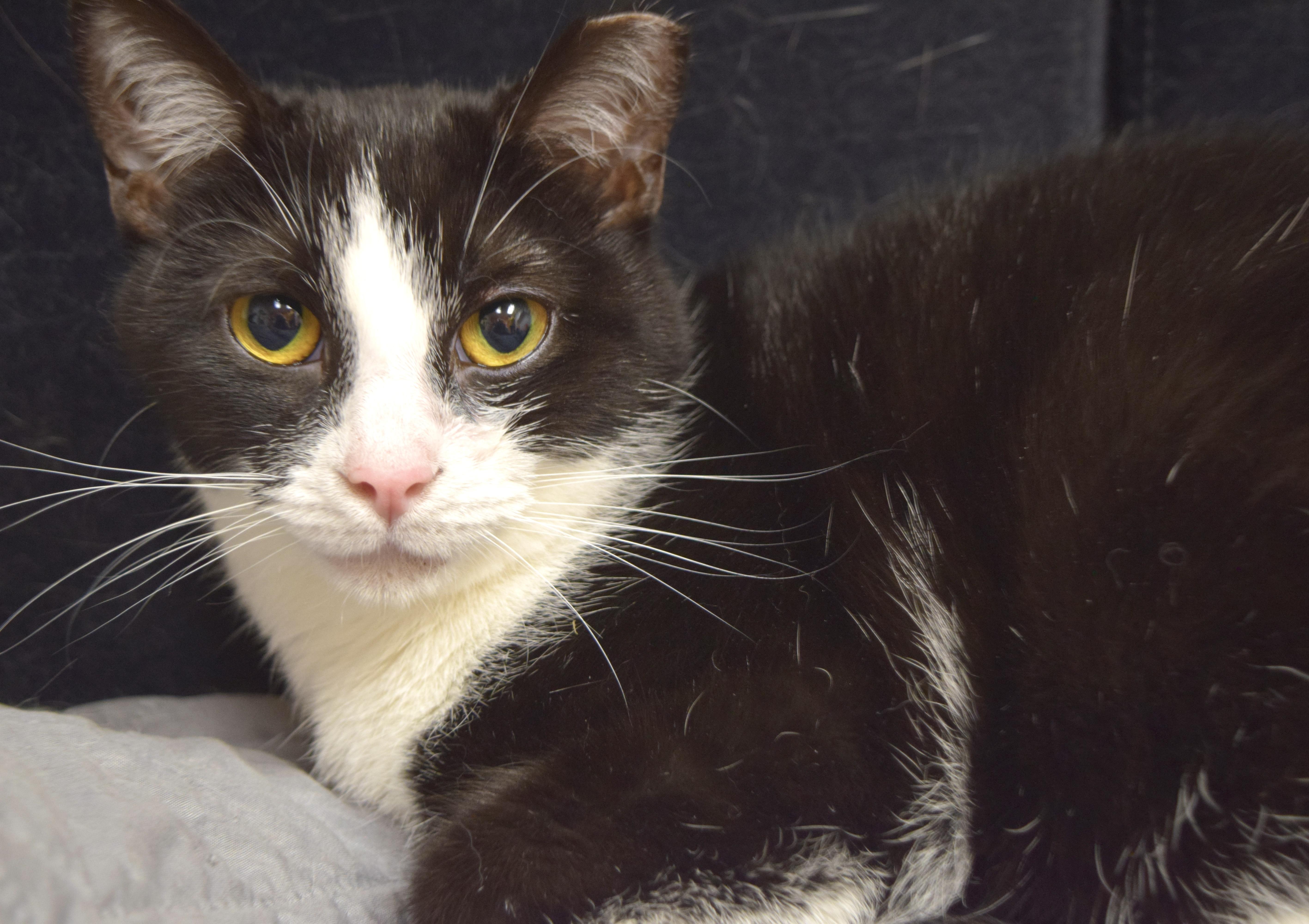 Enlarge Skunk, a Adoptable Domestic Short Hair in Muncie, IN image 6/6