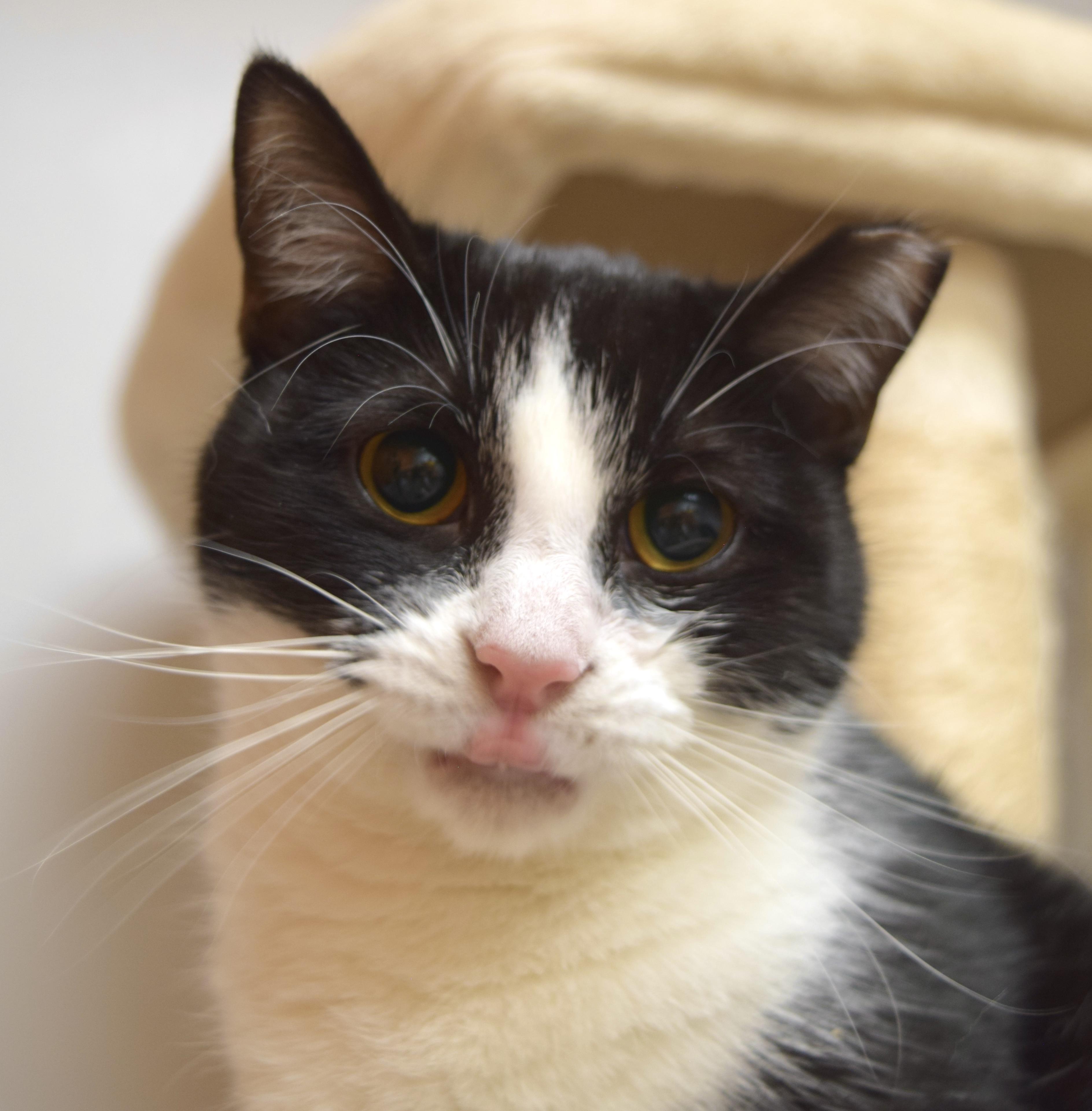 Skunk, Adoptable, Young Female Domestic Short Hair.