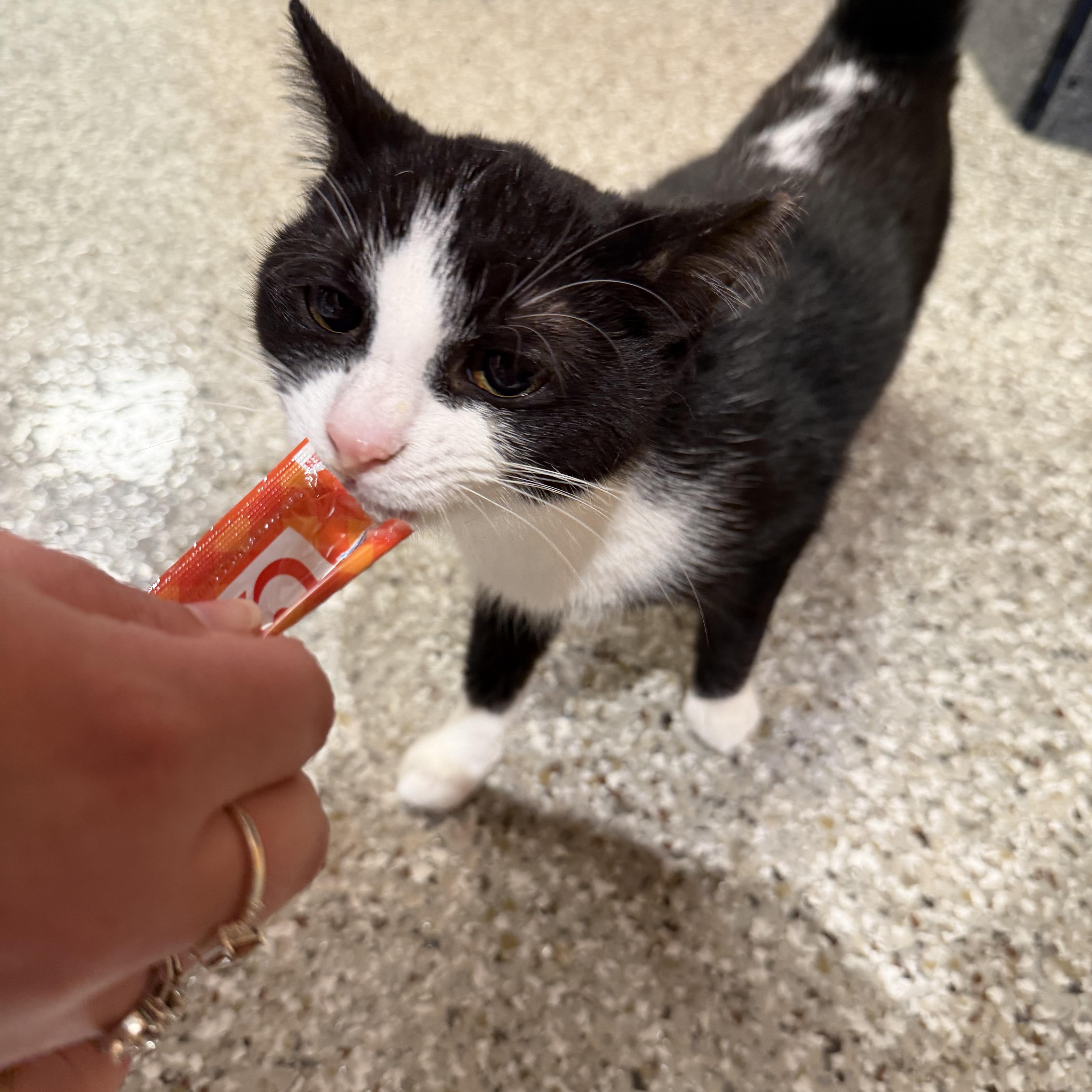 Skunk, a ADOPTABLE Domestic Short Hair in Muncie, IN image 3/4