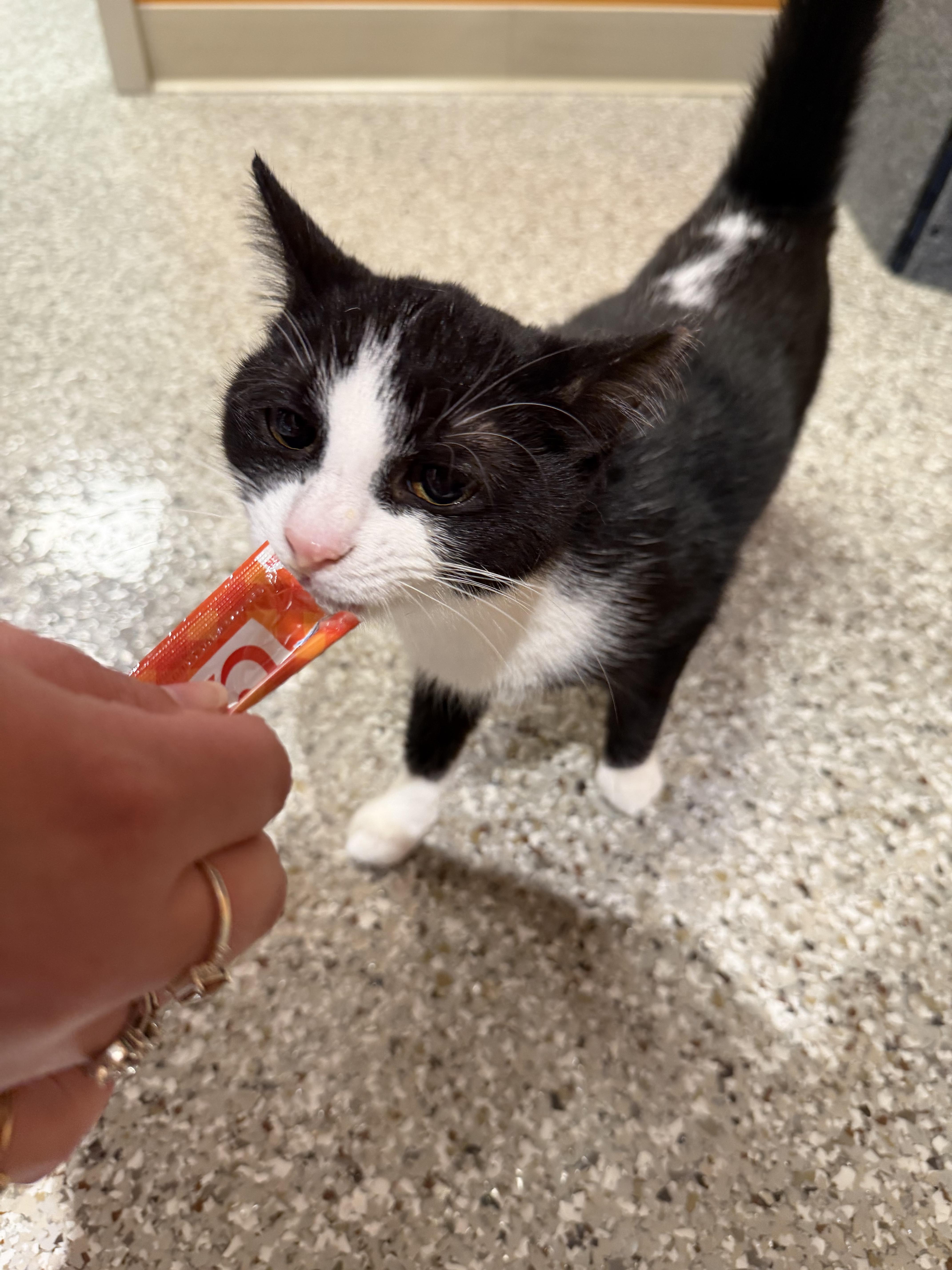 Enlarge Skunk, a ADOPTABLE Domestic Short Hair in Muncie, IN image 4/4