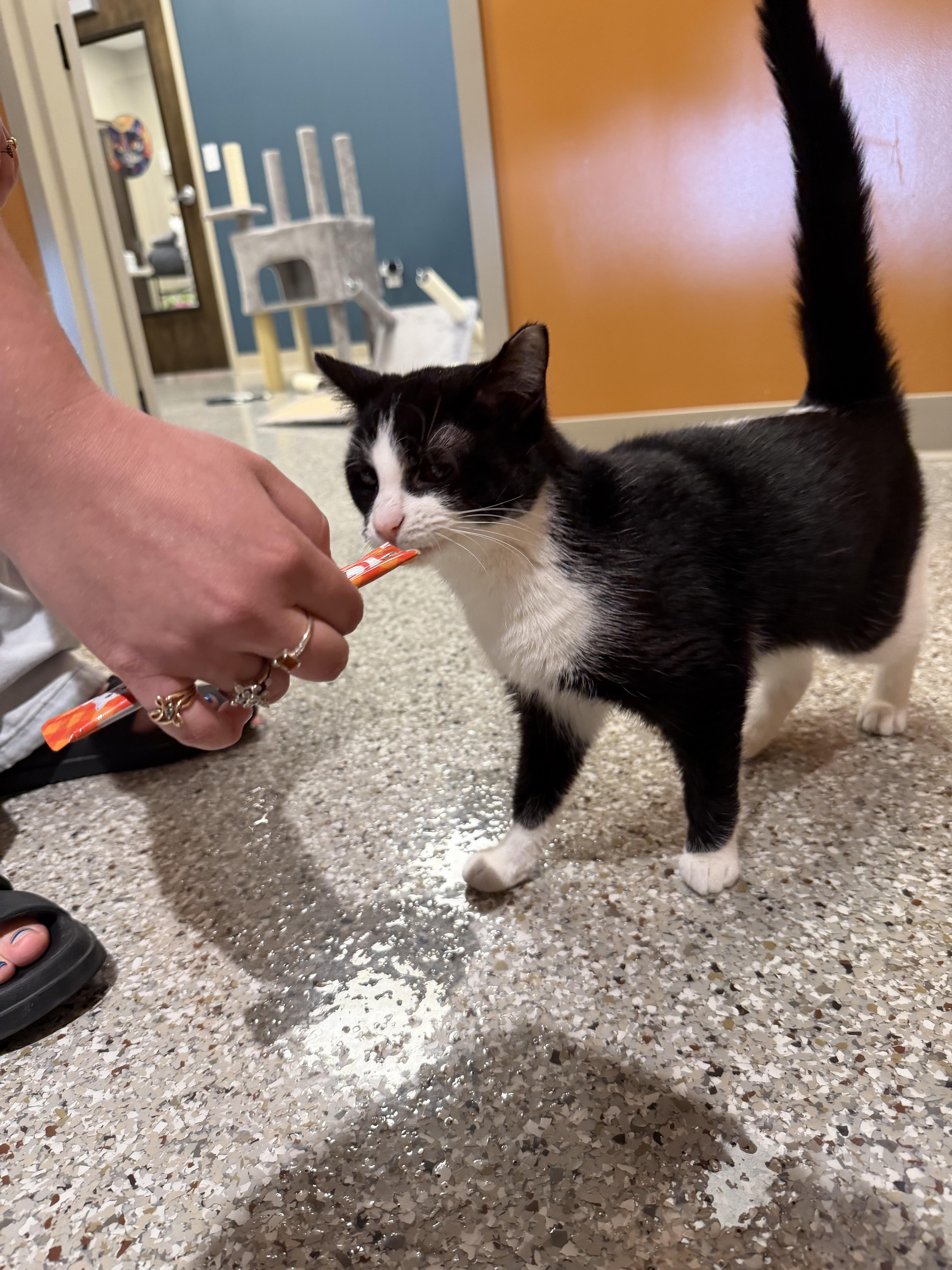 Enlarge Skunk, a ADOPTABLE Domestic Short Hair in Muncie, IN image 3/4