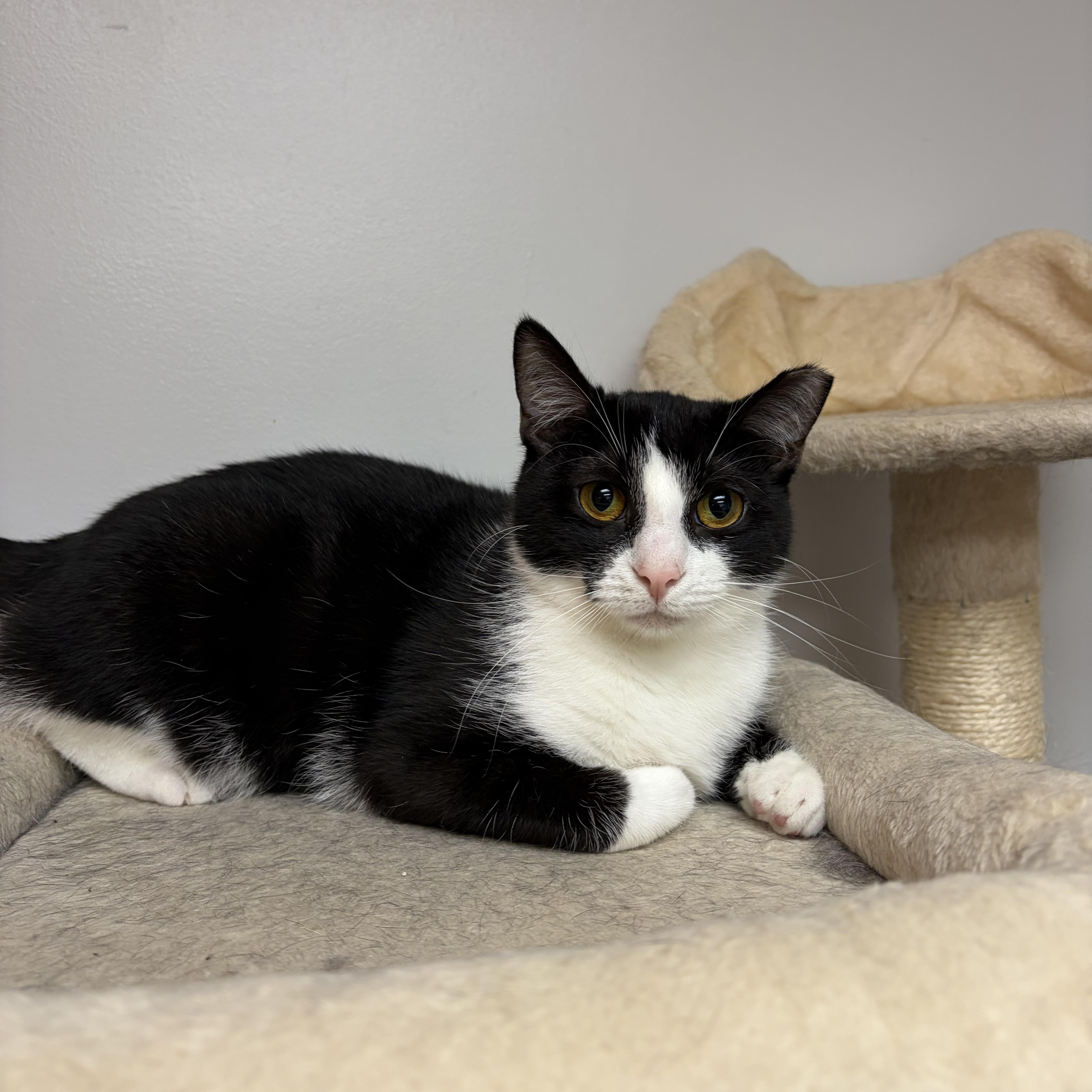 Skunk, a ADOPTABLE Domestic Short Hair in Muncie, IN image 1/4