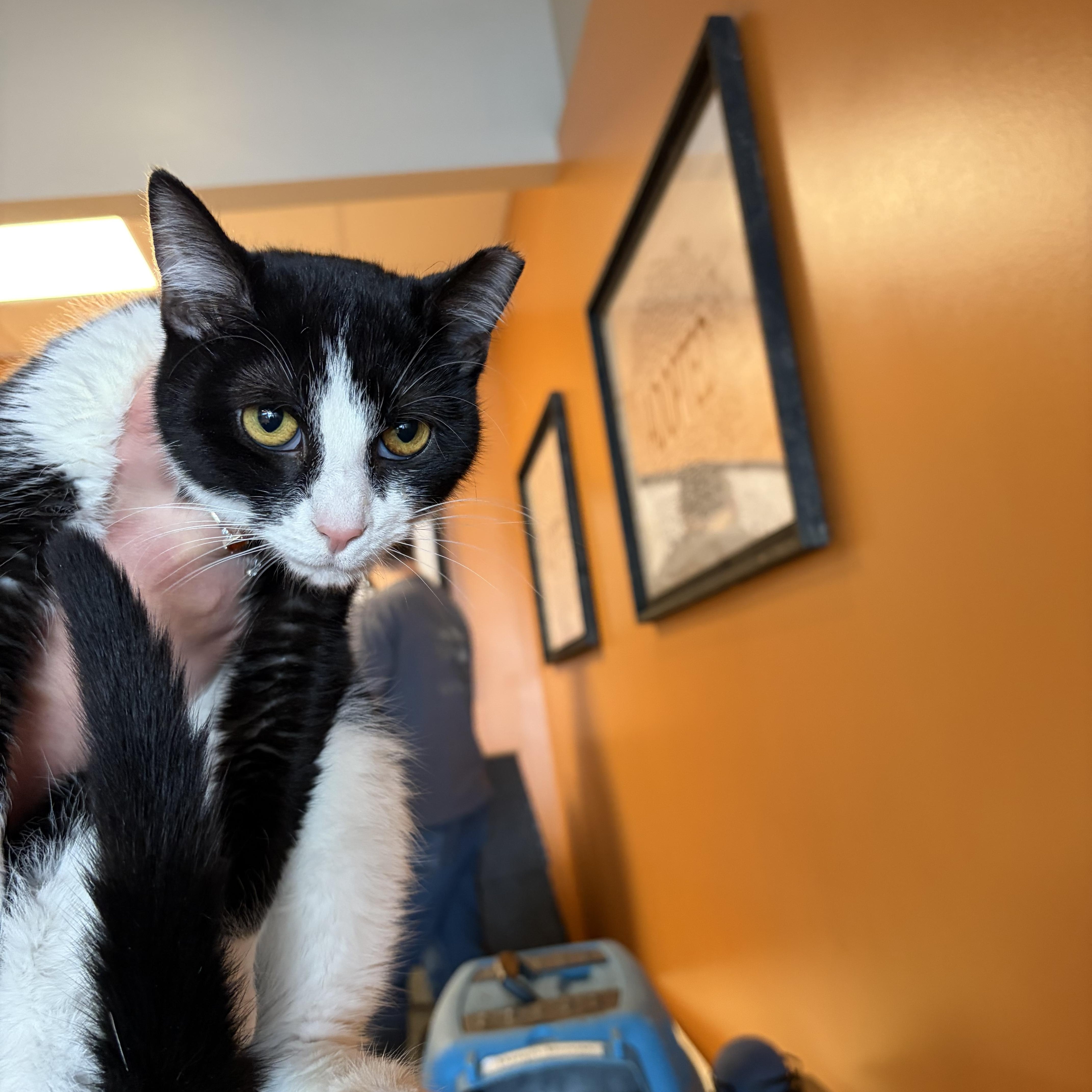 Enlarge Skunk, a ADOPTABLE Domestic Short Hair in Muncie, IN image 1/4