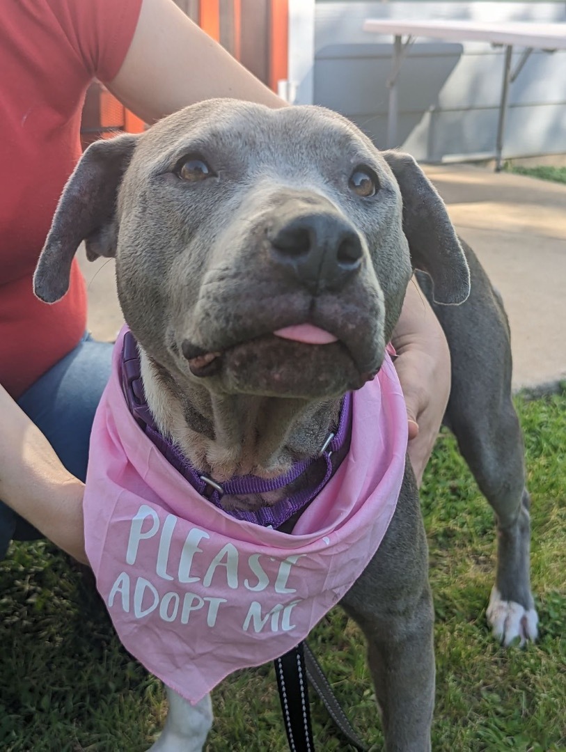 Enlarge Kara, a Adopted Staffordshire Bull Terrier in Austin, TX image 1/6