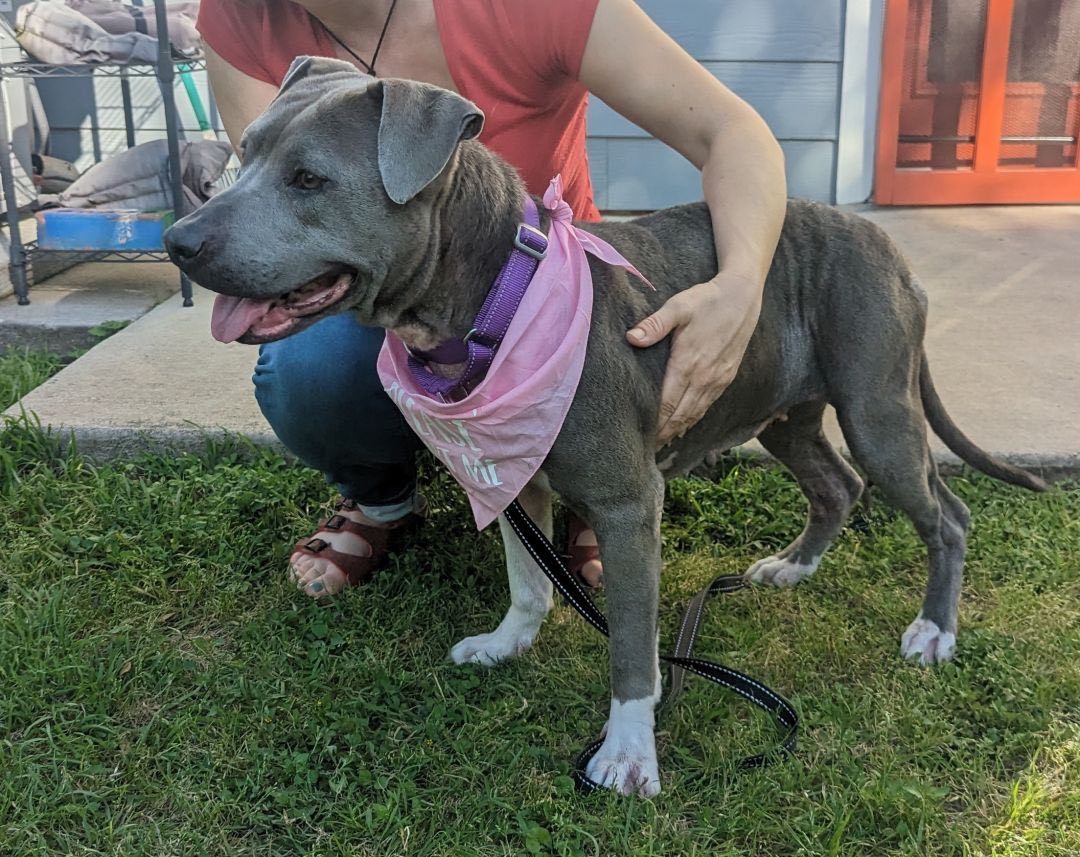 Enlarge Kara, a Adopted Staffordshire Bull Terrier in Austin, TX image 2/6