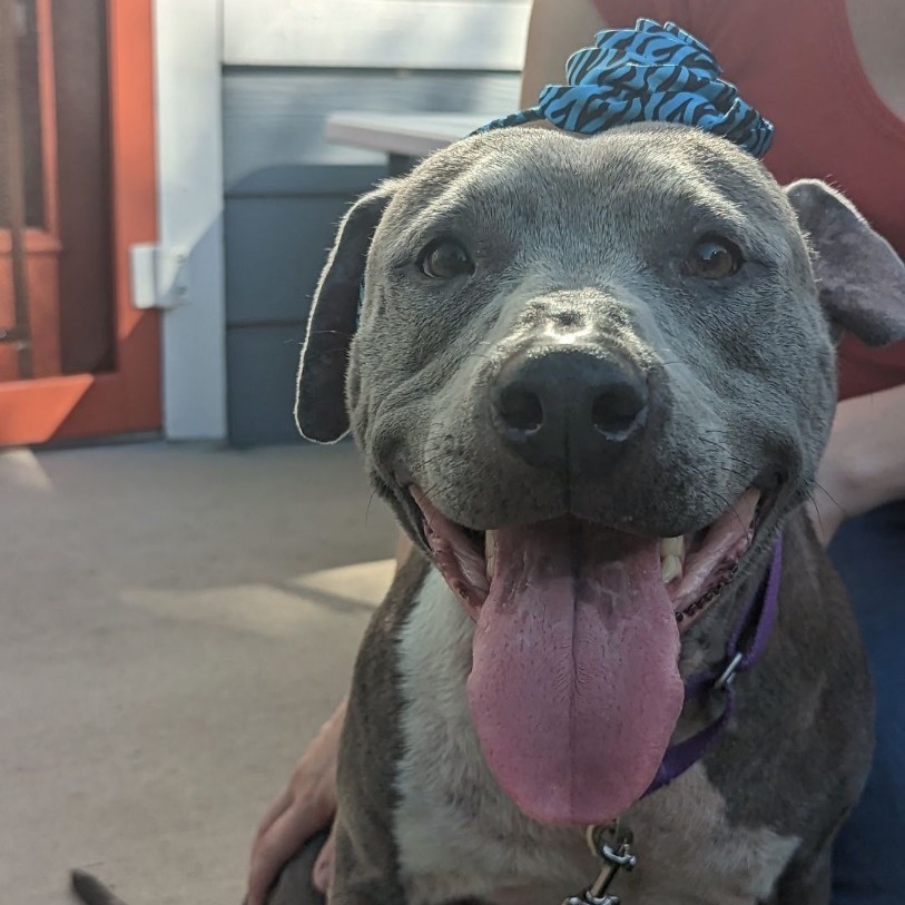 Enlarge Kara, a Adopted Staffordshire Bull Terrier in Austin, TX image 3/6