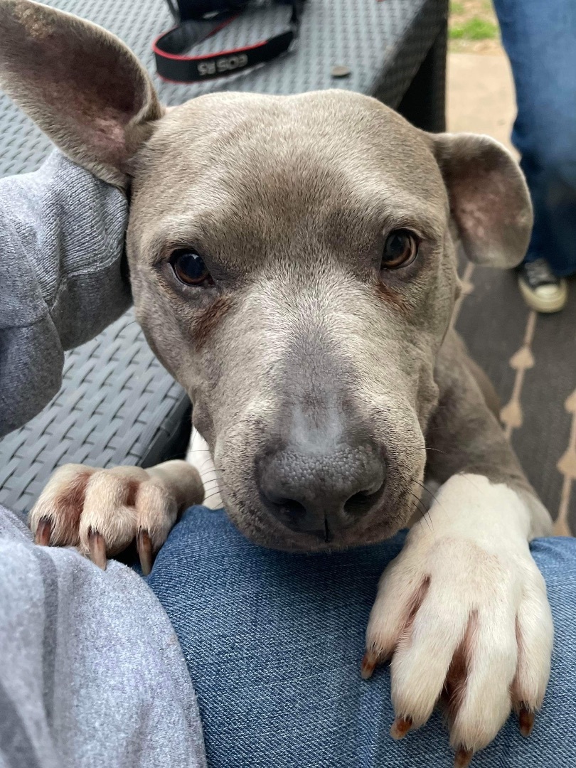 Enlarge Kara, a Adopted Staffordshire Bull Terrier in Austin, TX image 4/6