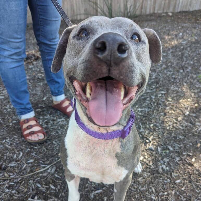 Enlarge Kara, a Adopted Staffordshire Bull Terrier in Austin, TX image 5/6