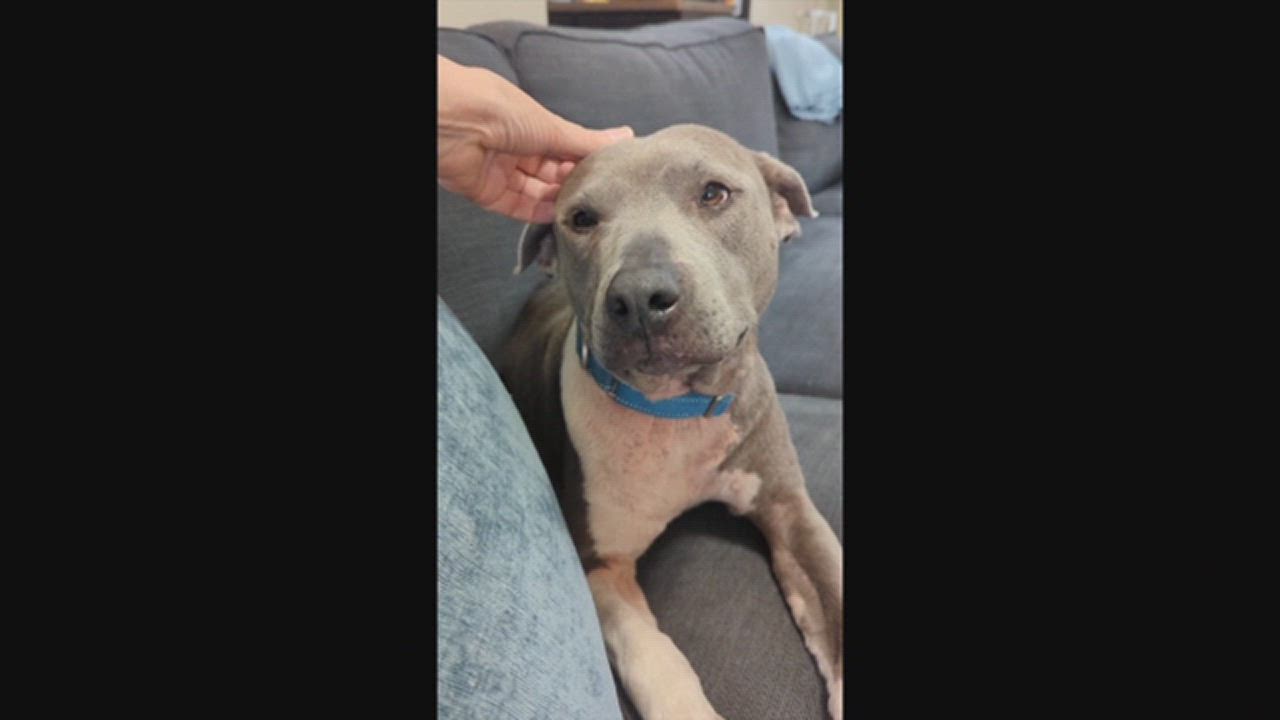 Enlarge Kara, a Adopted Staffordshire Bull Terrier in Austin, TX video 6/6