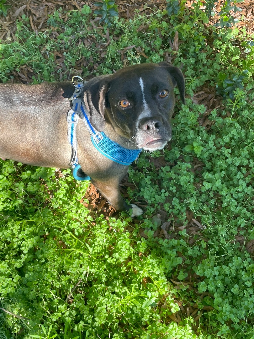 Darla, a Adoptable mixed breed in FORT mill, SC image 1/4