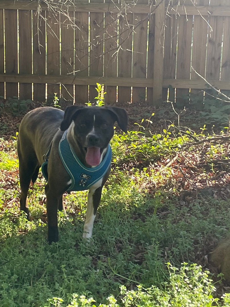 Darla, a Adoptable mixed breed in FORT mill, SC image 2/4