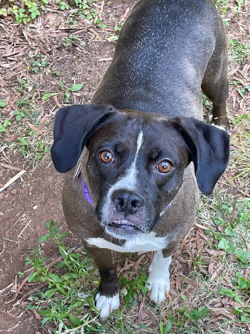 Darla, a Adoptable mixed breed in FORT mill, SC image 3/4
