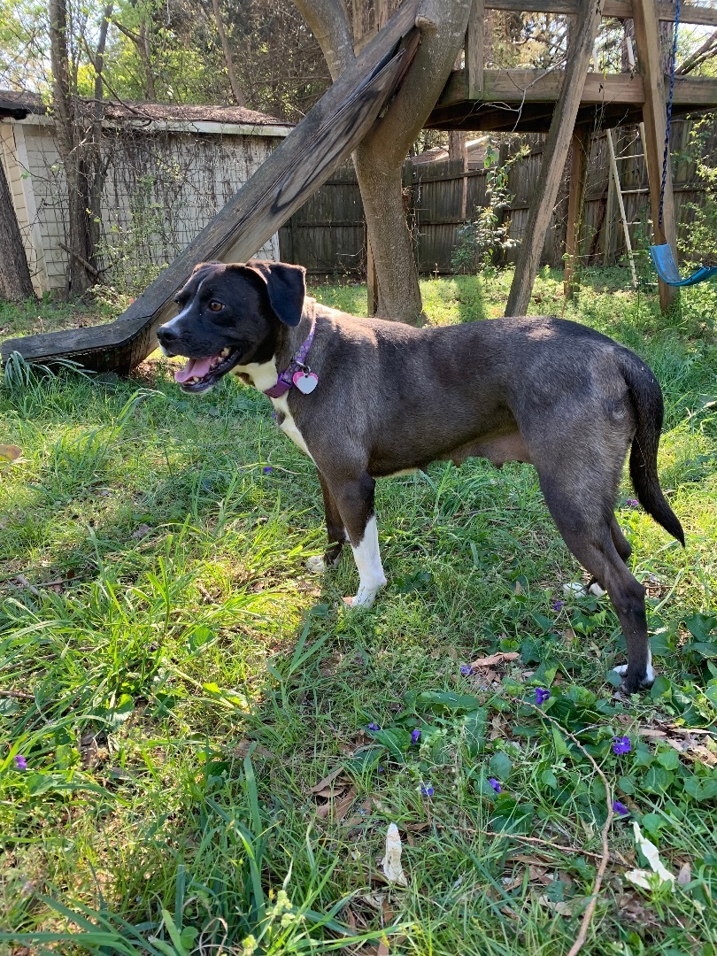 Darla, a Adoptable mixed breed in FORT mill, SC image 4/4