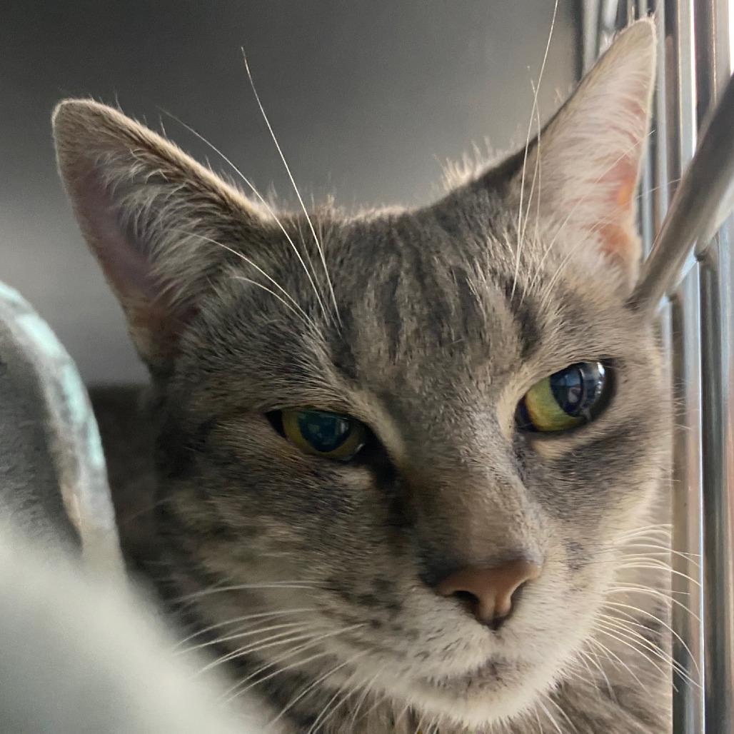 Comet, Adoptable, Adult Female Domestic Short Hair.