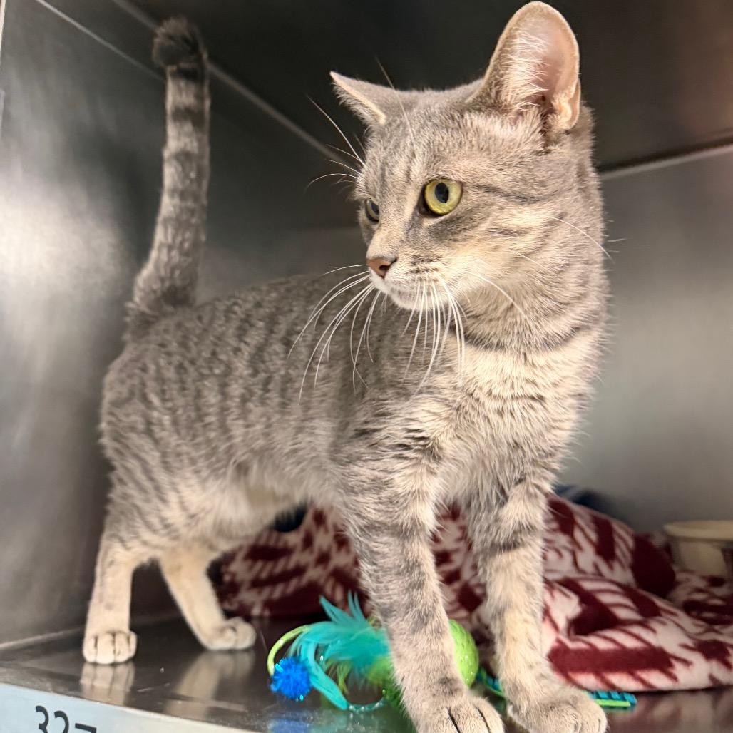 Enlarge Comet, a Adoptable mixed breed in Newport, NC image 2/4