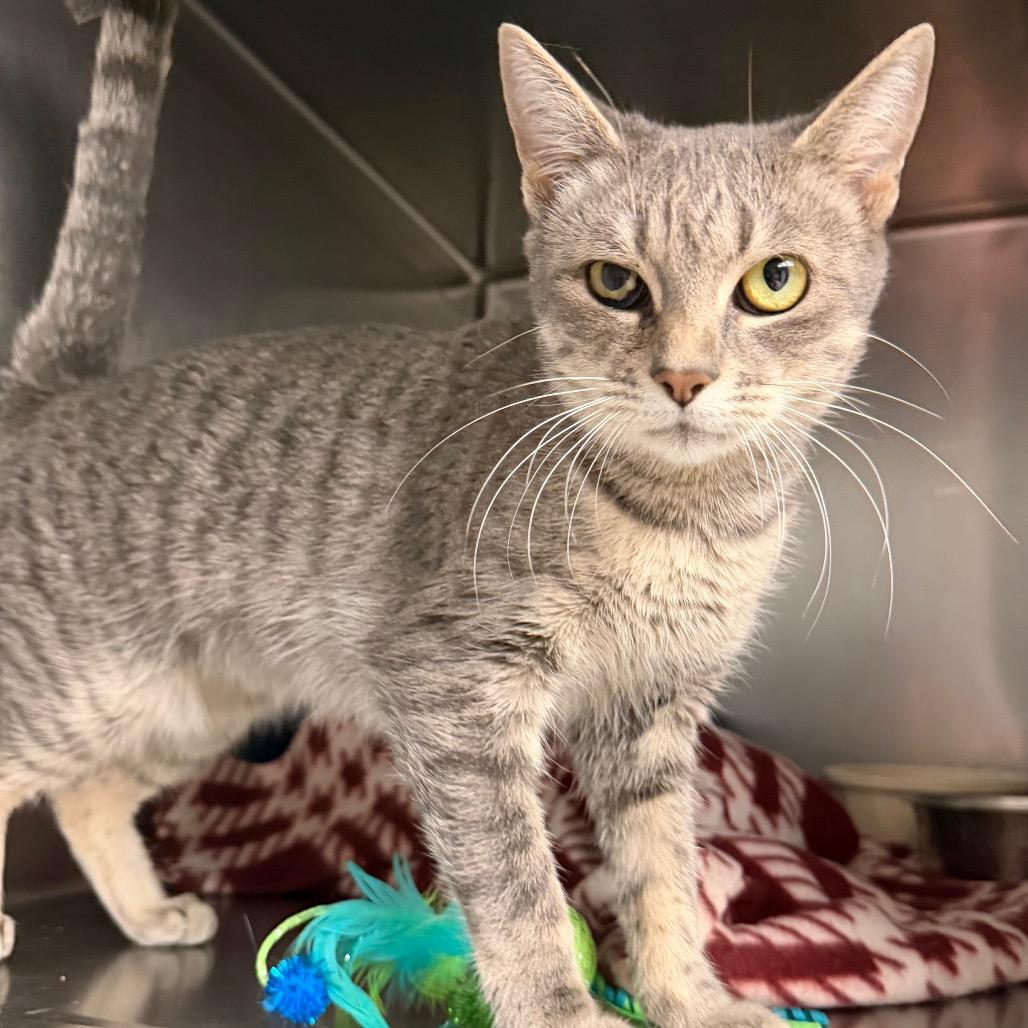 Enlarge Comet, a Adoptable mixed breed in Newport, NC image 3/4