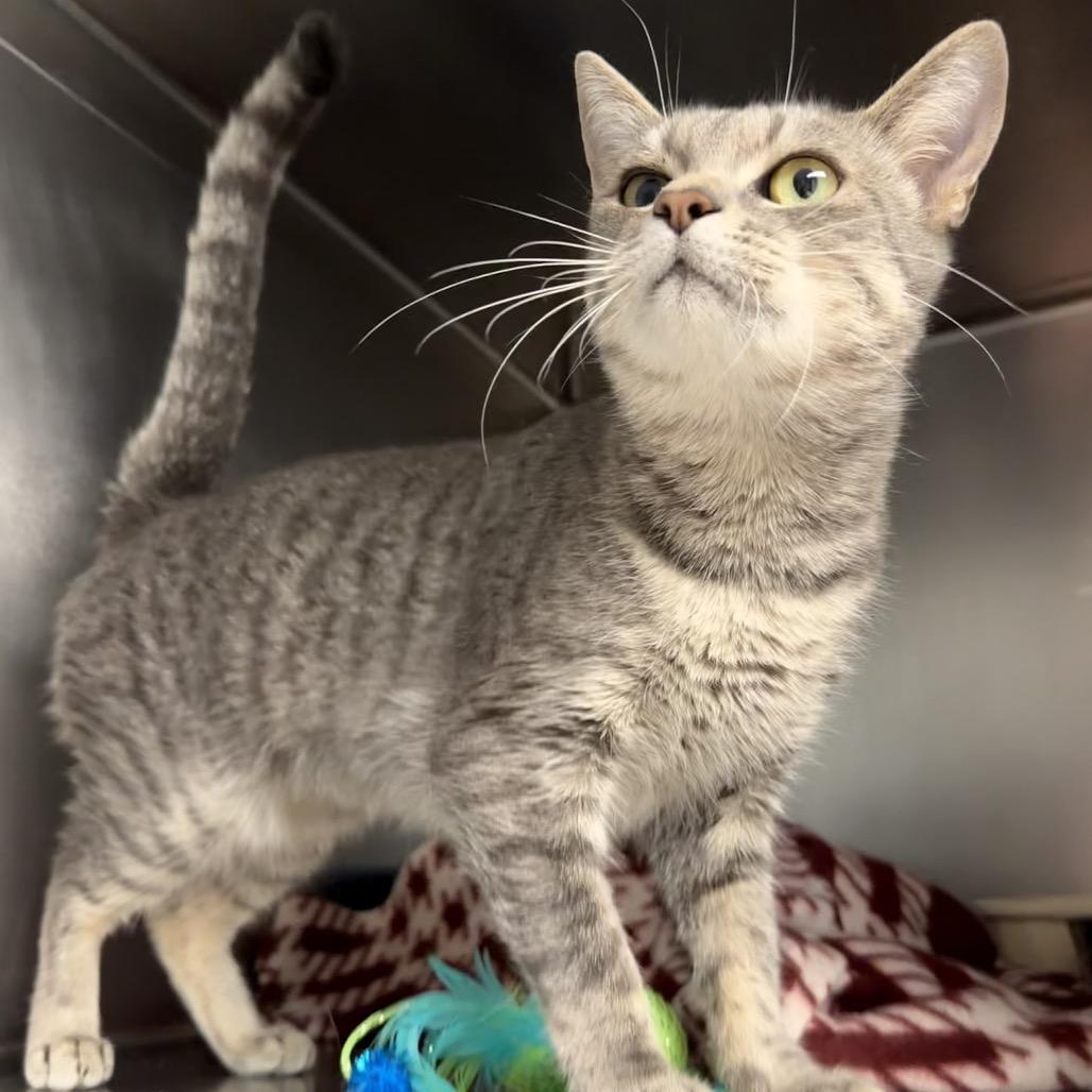 Enlarge Comet, a Adoptable mixed breed in Newport, NC image 4/4