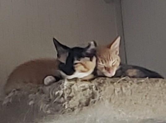 Ziggy Stardust with David Bowie, an adopted Domestic Short Hair in Silverton, OR image 2/3