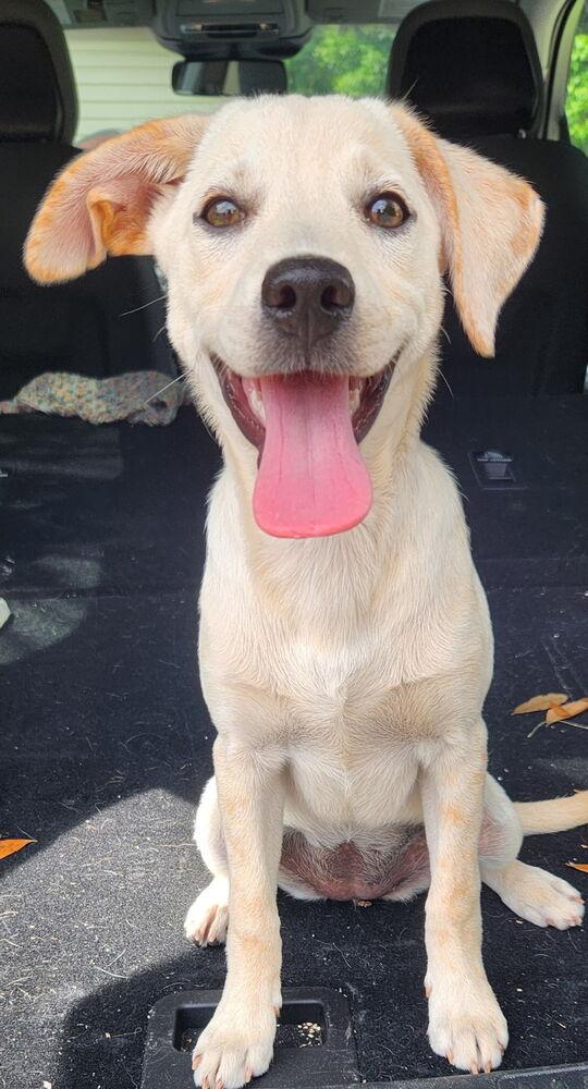Rosie, Adoptable, Puppy Female Labrador Retriever & Mixed Breed.