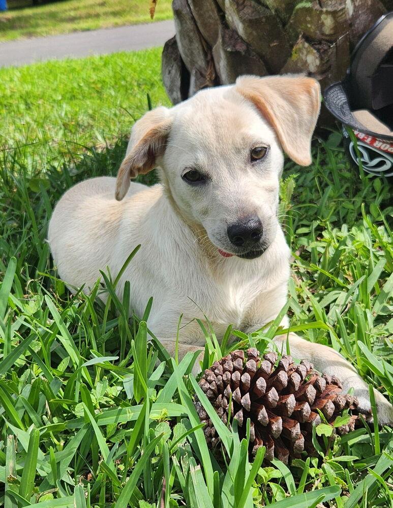 Rosie, a Adoptable mixed breed in Saint Augustine, FL image 3/3