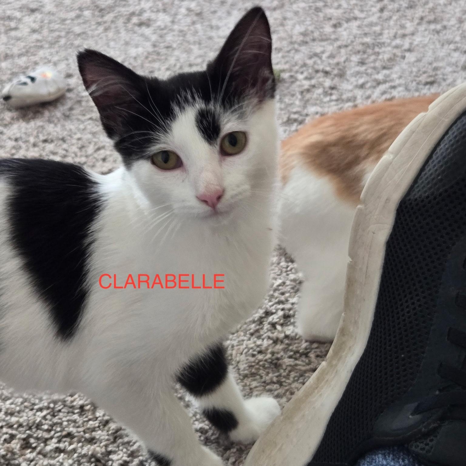 Enlarge Clarabelle - COURTESY POST, a Adoptable Domestic Short Hair in Fowlerville, MI image 1/1