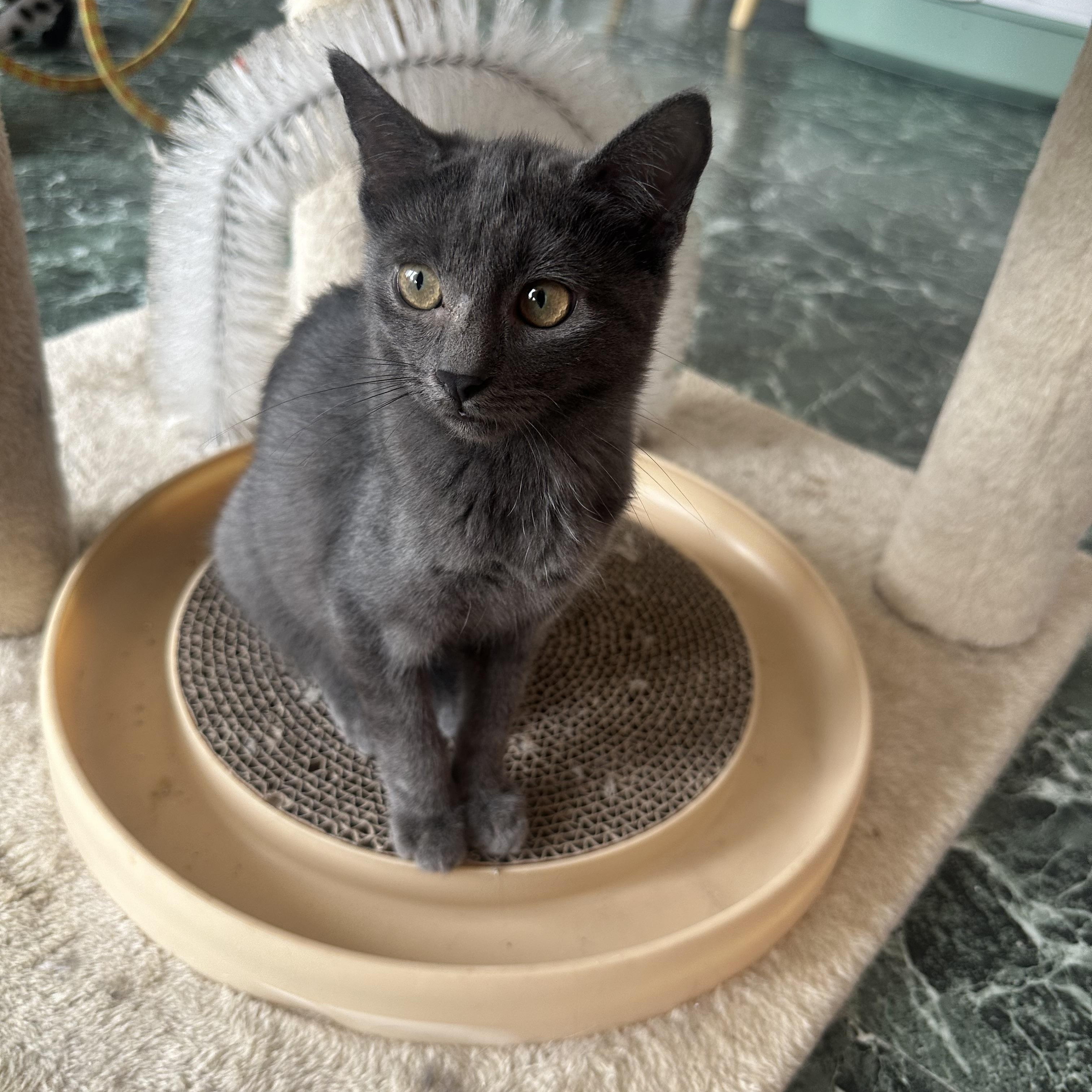 Enlarge Vixen, a Adopted Domestic Short Hair in Totowa, NJ image 1/2