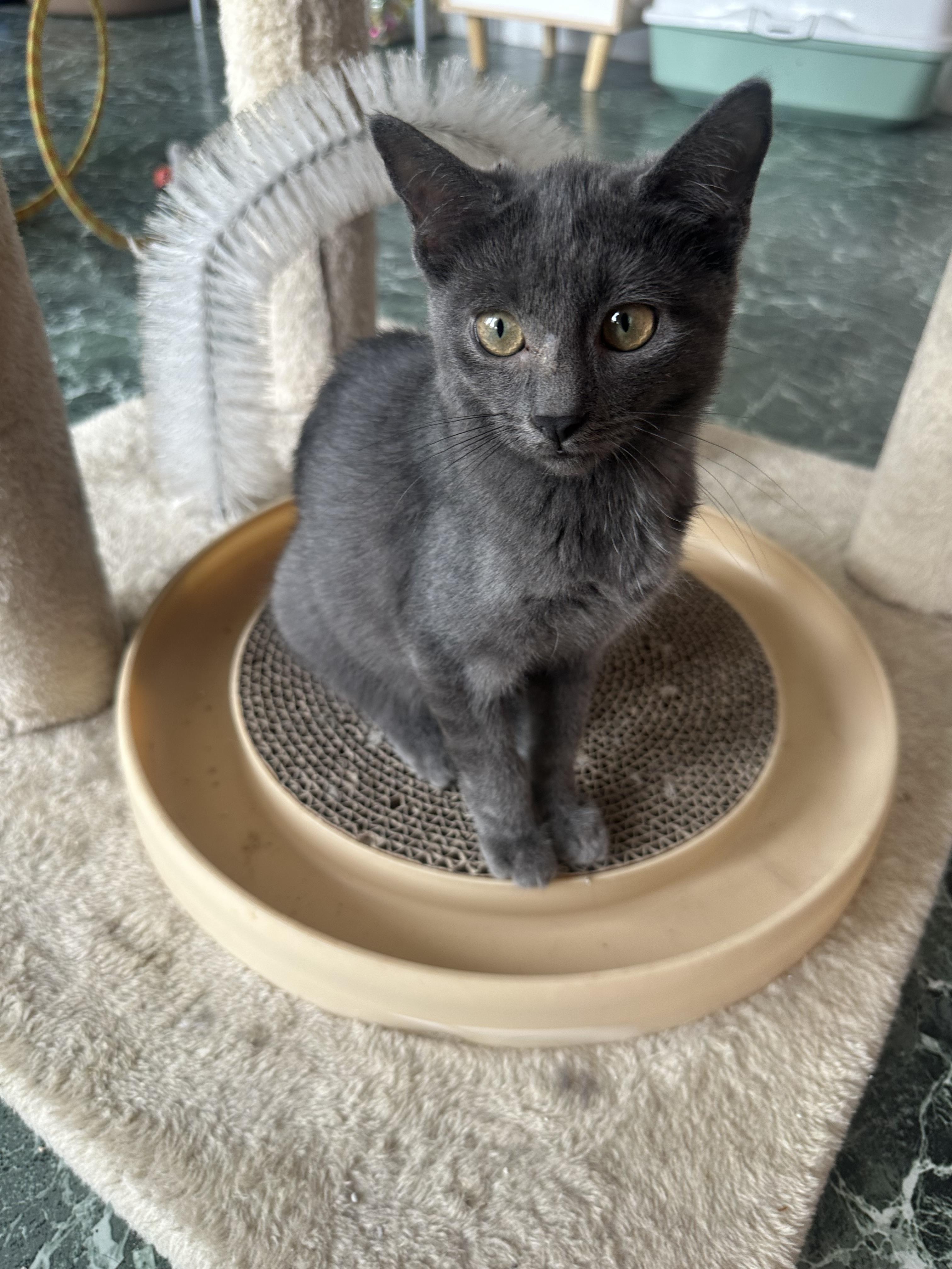 Enlarge Vixen, a Adopted Domestic Short Hair in Totowa, NJ image 2/2