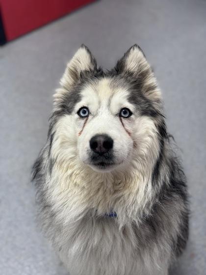 Magnolia thumbnail 2