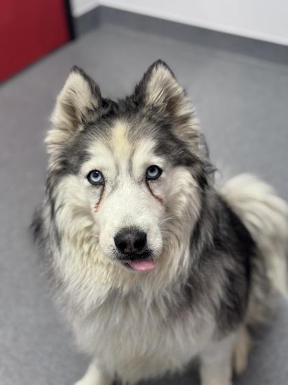 Magnolia thumbnail 3