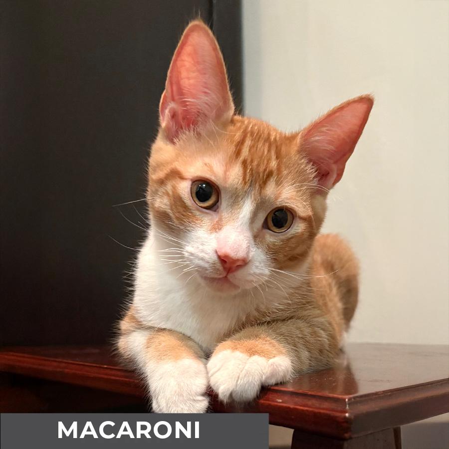 Macaroni, a Adoptable Domestic Short Hair in Etobicoke, ON image 1/3