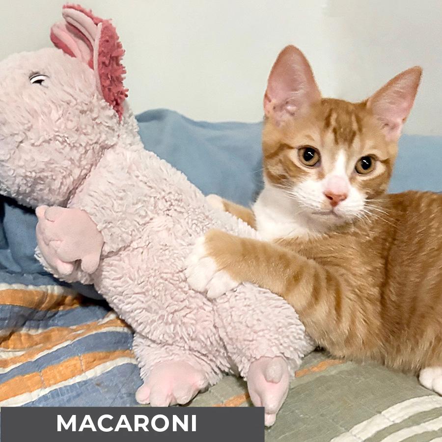 Macaroni, a Adoptable Domestic Short Hair in Etobicoke, ON image 3/3