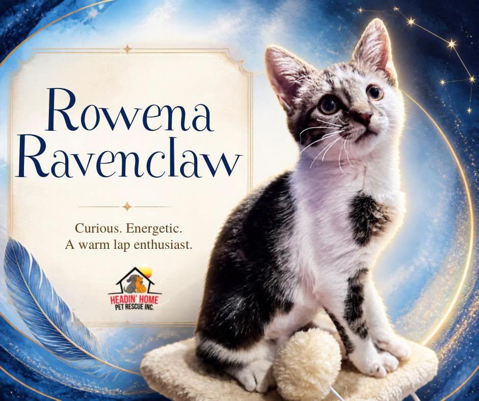 Enlarge Rowena Ravenclaw, a Adoptable Domestic Short Hair in Holland, MI image 1/3